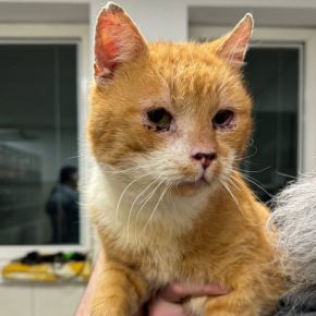 Virtual adoptee Sopelek Koty Spod Bloku